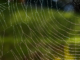 Selenyphantes gaimani, une araignée nommée en hommage à Neil Gaiman