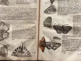 Un papillon momifié depuis 385 ans dans un “théâtre d'insectes”