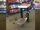 Comment une famille d'oies est venue faire ses emplettes dans une librairie...