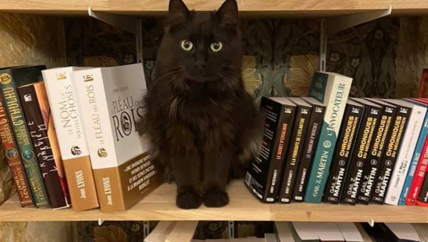 Mon Chat pitre : la ronron librairie qui lutte contre l'abandon des animaux