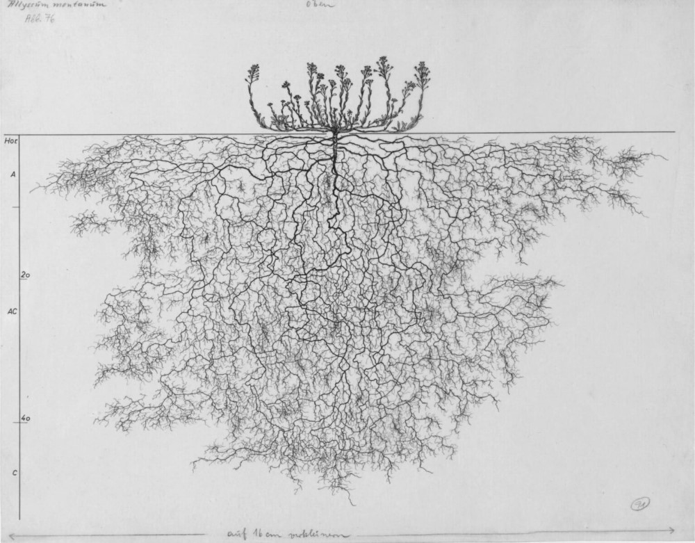 La vie secrète des plantes, une immense collection de dessins numérisés