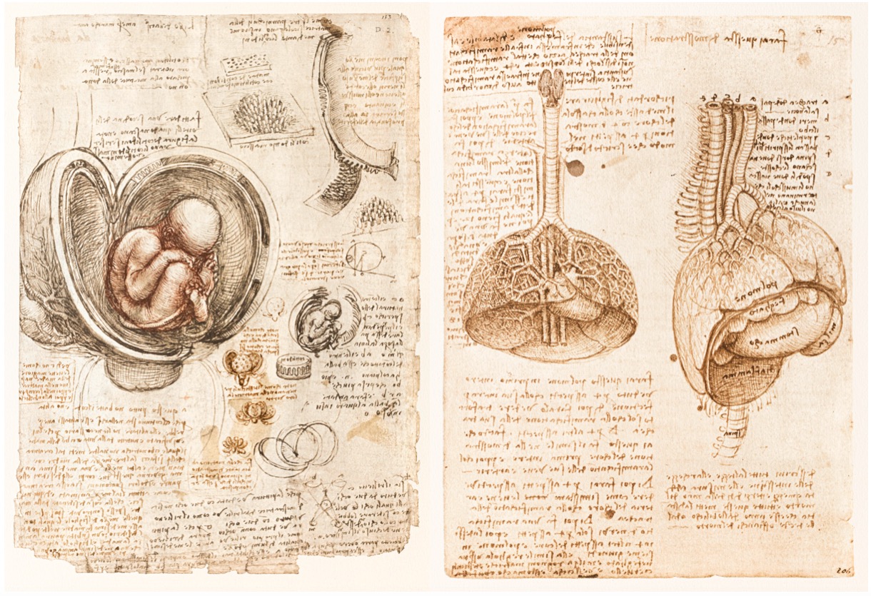 À gauche : Léonard de Vinci, folio du codex de Windsor (fac-similé), Fœtus dans l’utérus